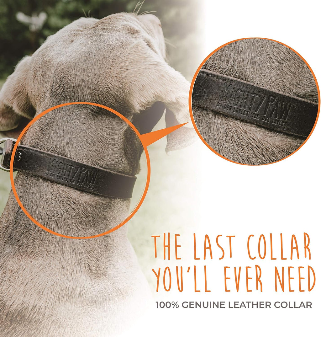 Stylish brown leather martingale collar detailing and hardware connection