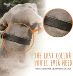 Stylish brown leather martingale collar detailing and hardware connection