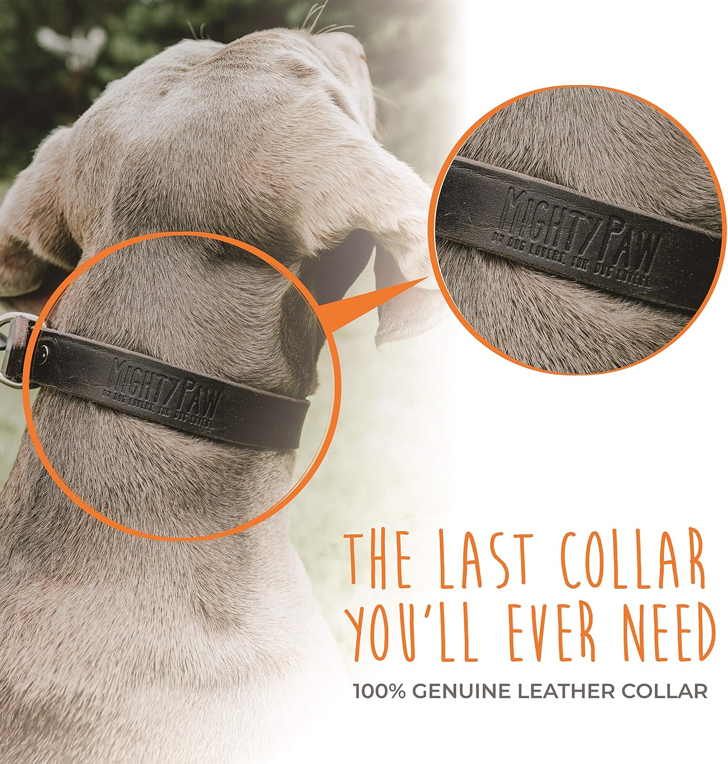 Stylish brown leather martingale collar detailing and hardware connection