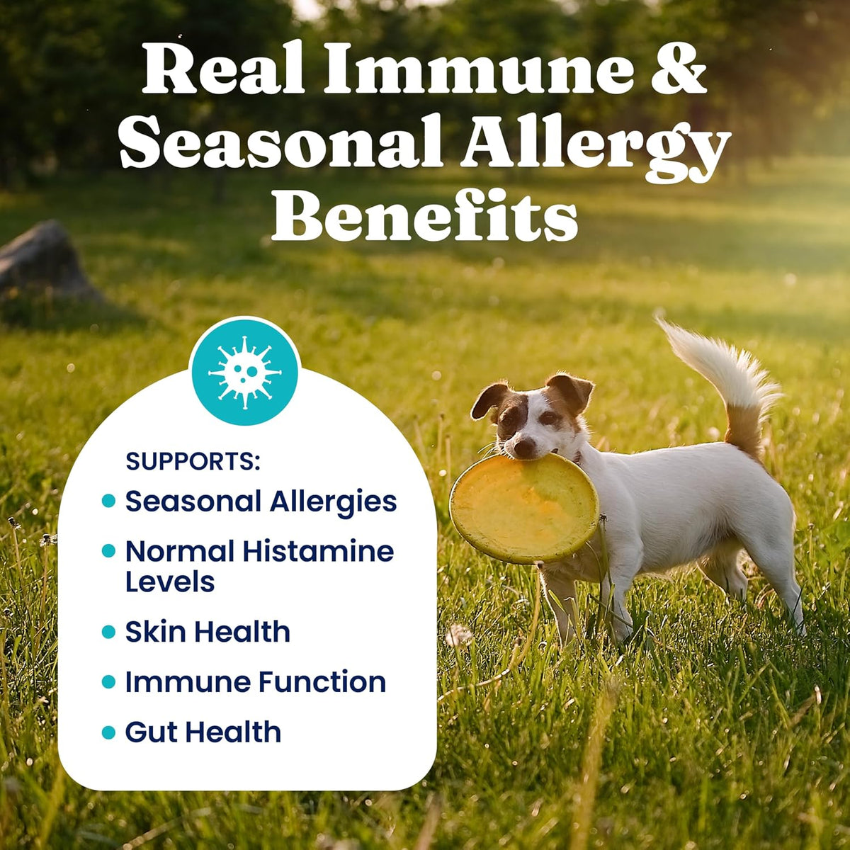 Premium dog seasonal allergy chews with salmon oil and colostrum
