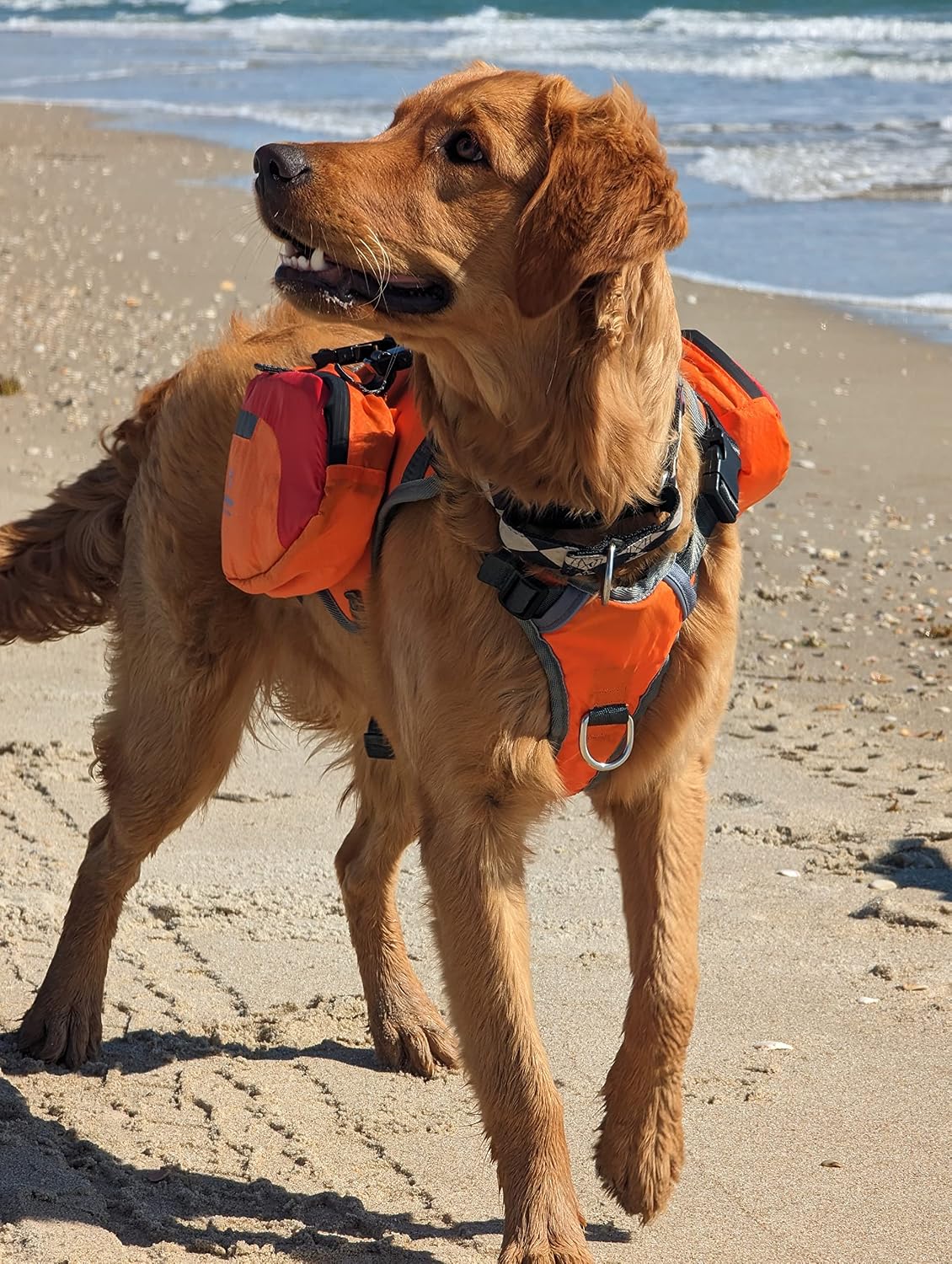 Bark Brite multi purpose dog backpack life jacket medium front view on an active dog