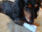 Close up of breathable fabric on PawFlex pet bandage