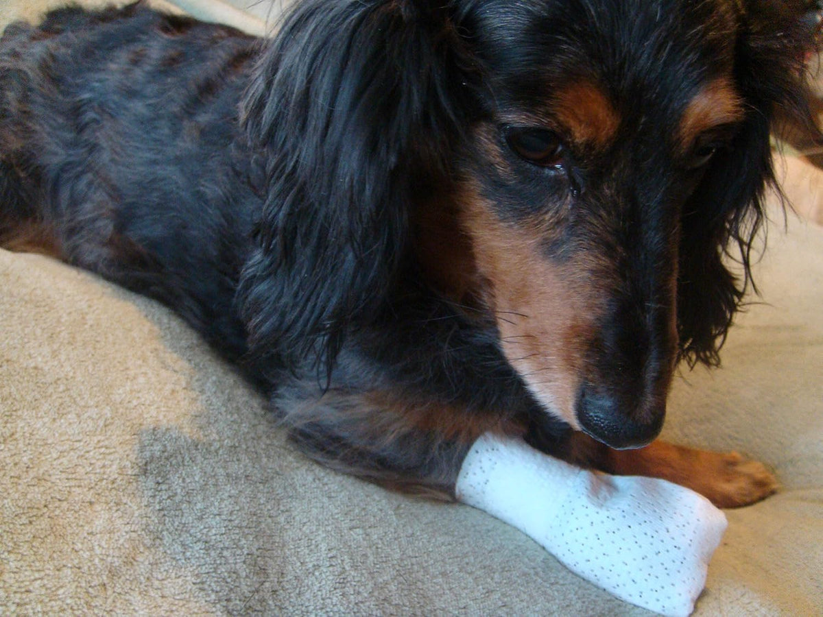 Close up of breathable fabric on PawFlex pet bandage