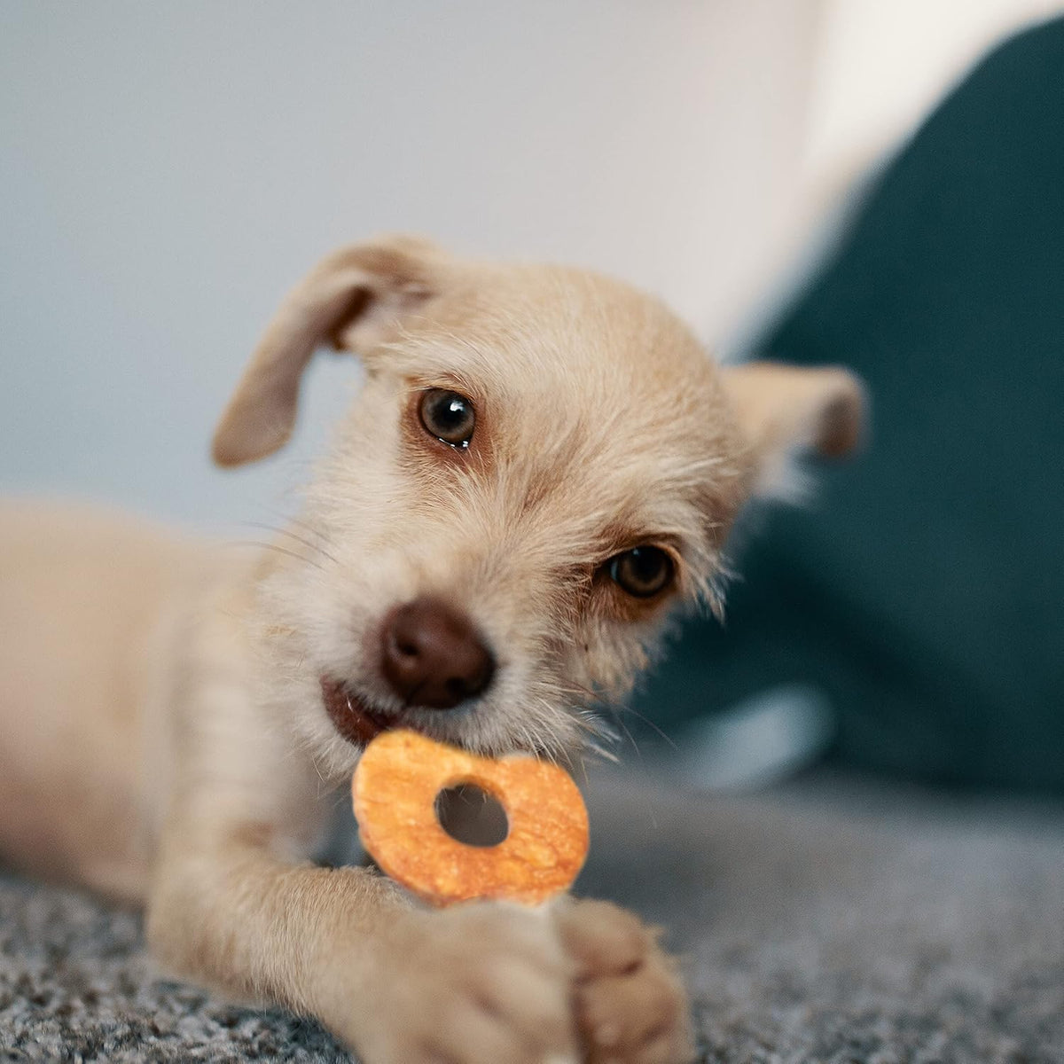 Healthy high protein dog treats by Fieldcrest Farms for dental and joint support.