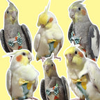 Included 80 inch elastic flying leash for parrot training