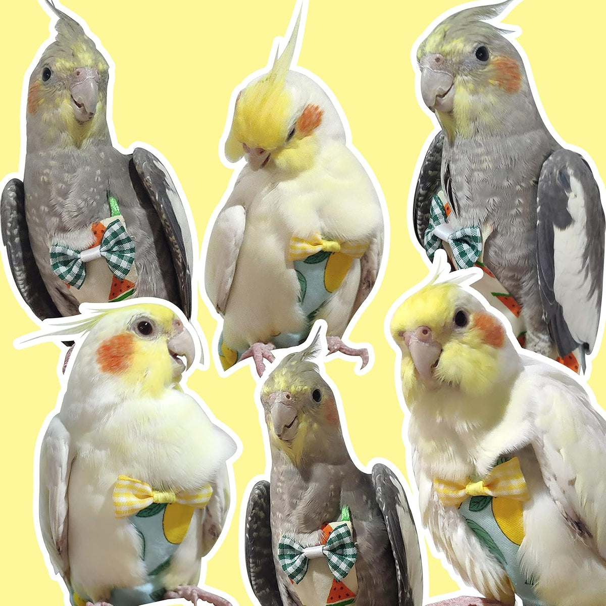 Included 80 inch elastic flying leash for parrot training