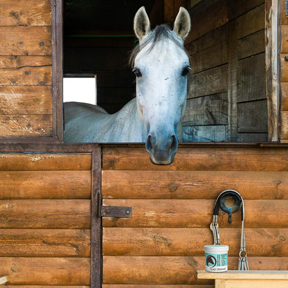 USA imported equine care product for proud flesh prevention