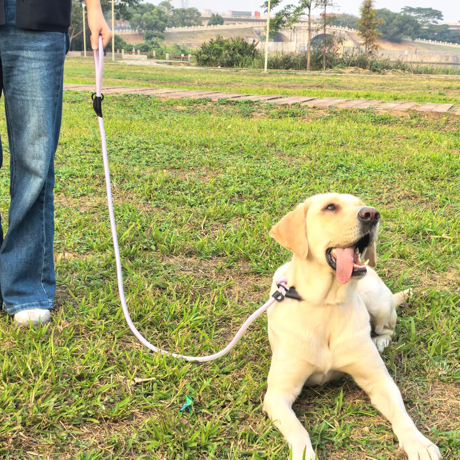 Morxil premium dog walking lead for medium and large dogs