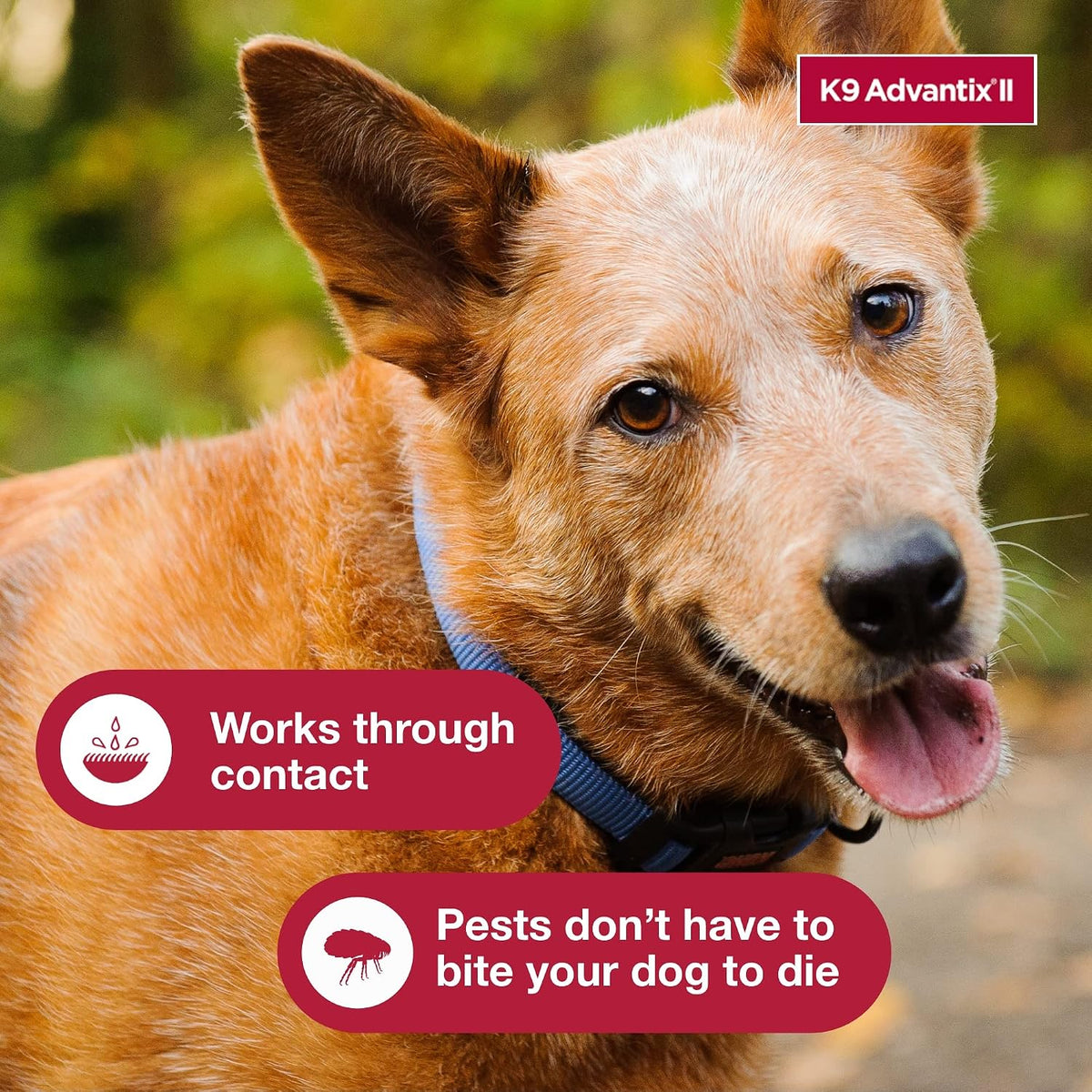 K9 Advantix II Large Dog Vet-Recommended Flea, Tick & Mosquito Treatment & Prevention | Dogs 21-55 lbs. | 2-Mo Supply (Packaging may vary) - Image 9