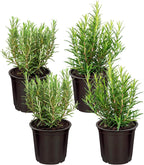 Live Herb - Catnip (Nepeta) (4 Per Pack), Aromatic and Cat Enrichment, Helps Reduce Cat Stress and Anxiety, 8" Tall by 4" Wide in 1 Pint Pot - Image 10