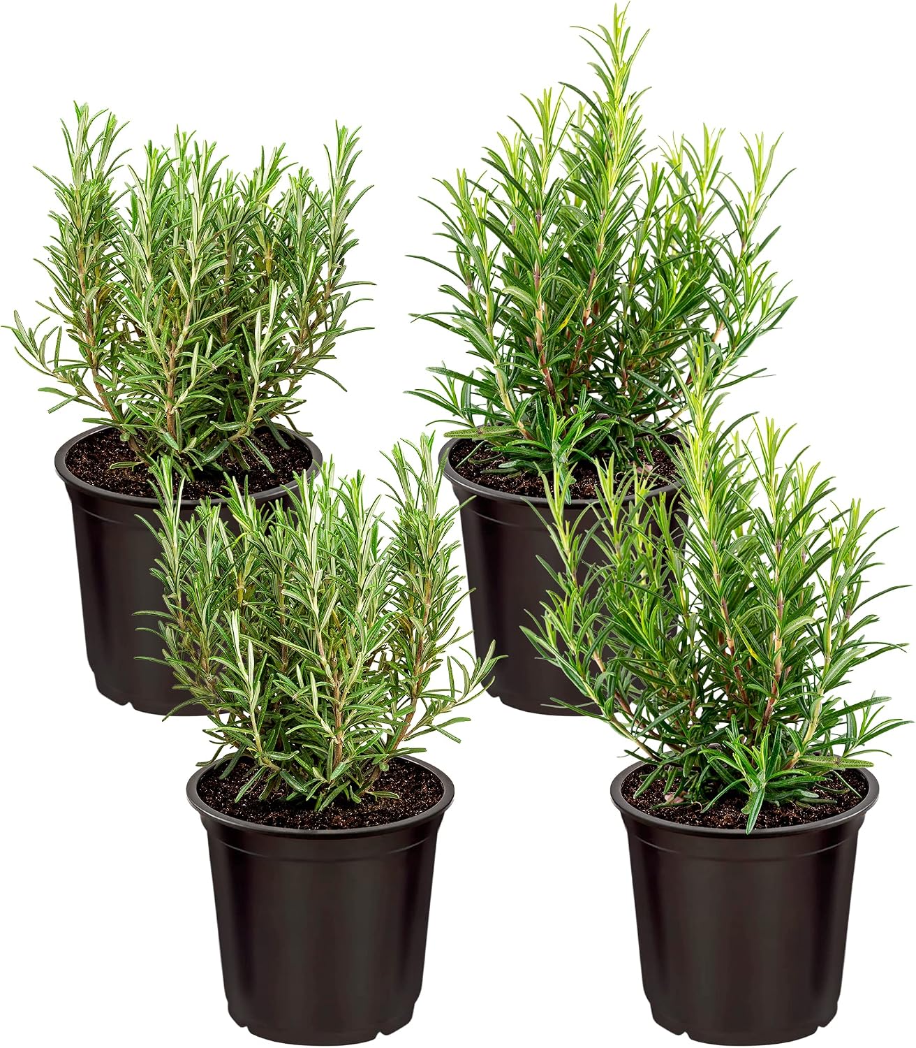 Live Herb - Catnip (Nepeta) (4 Per Pack), Aromatic and Cat Enrichment, Helps Reduce Cat Stress and Anxiety, 8" Tall by 4" Wide in 1 Pint Pot - Image 10