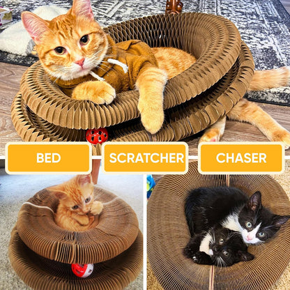An indoor cat scratching the eco-friendly corrugated surface of the Kitty Kurlz accordion ring.