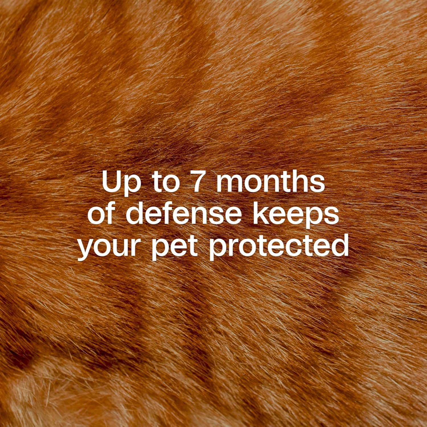 Close up of Adams Plus adjustable flea collar for cats