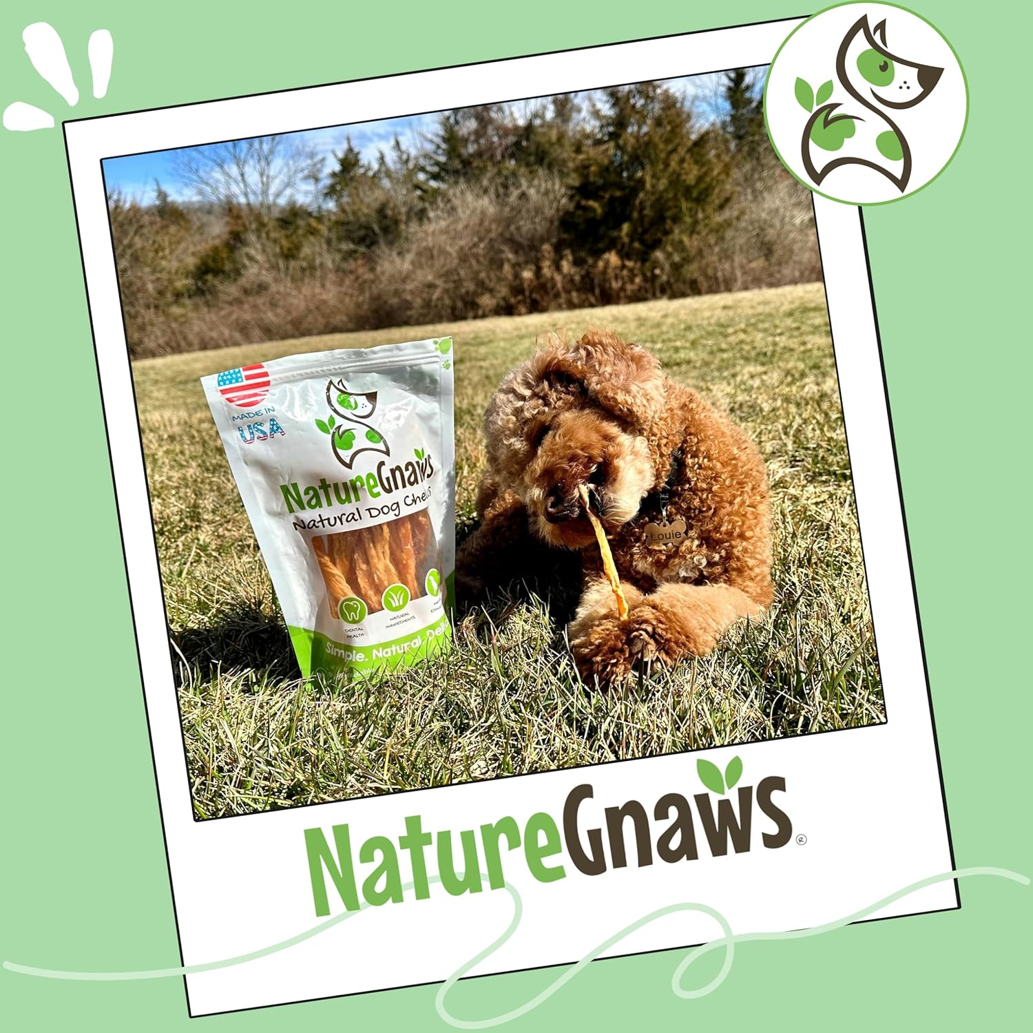 Small dog chewing on a healthy grain free turkey tendon snack