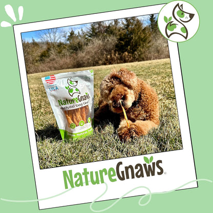 Small dog chewing on a healthy grain free turkey tendon snack