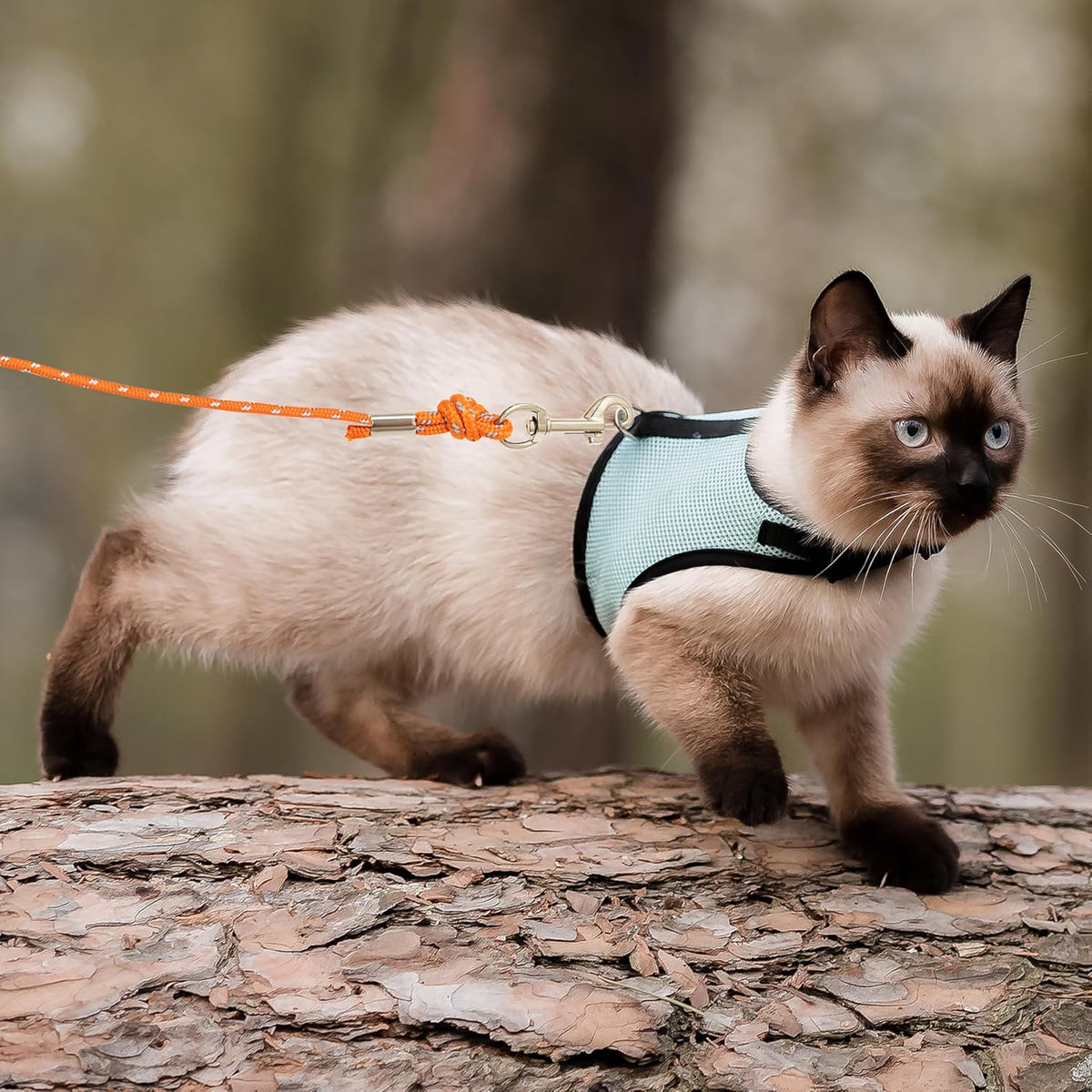 Petpmeee outdoor cat lead for backyard play