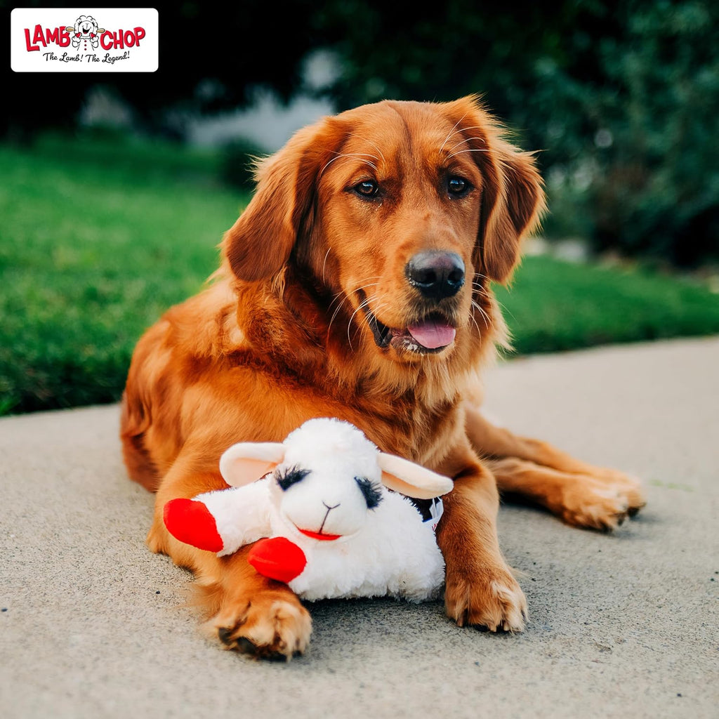 Small dog playing with Multipet Lamb Chop stuffed animal