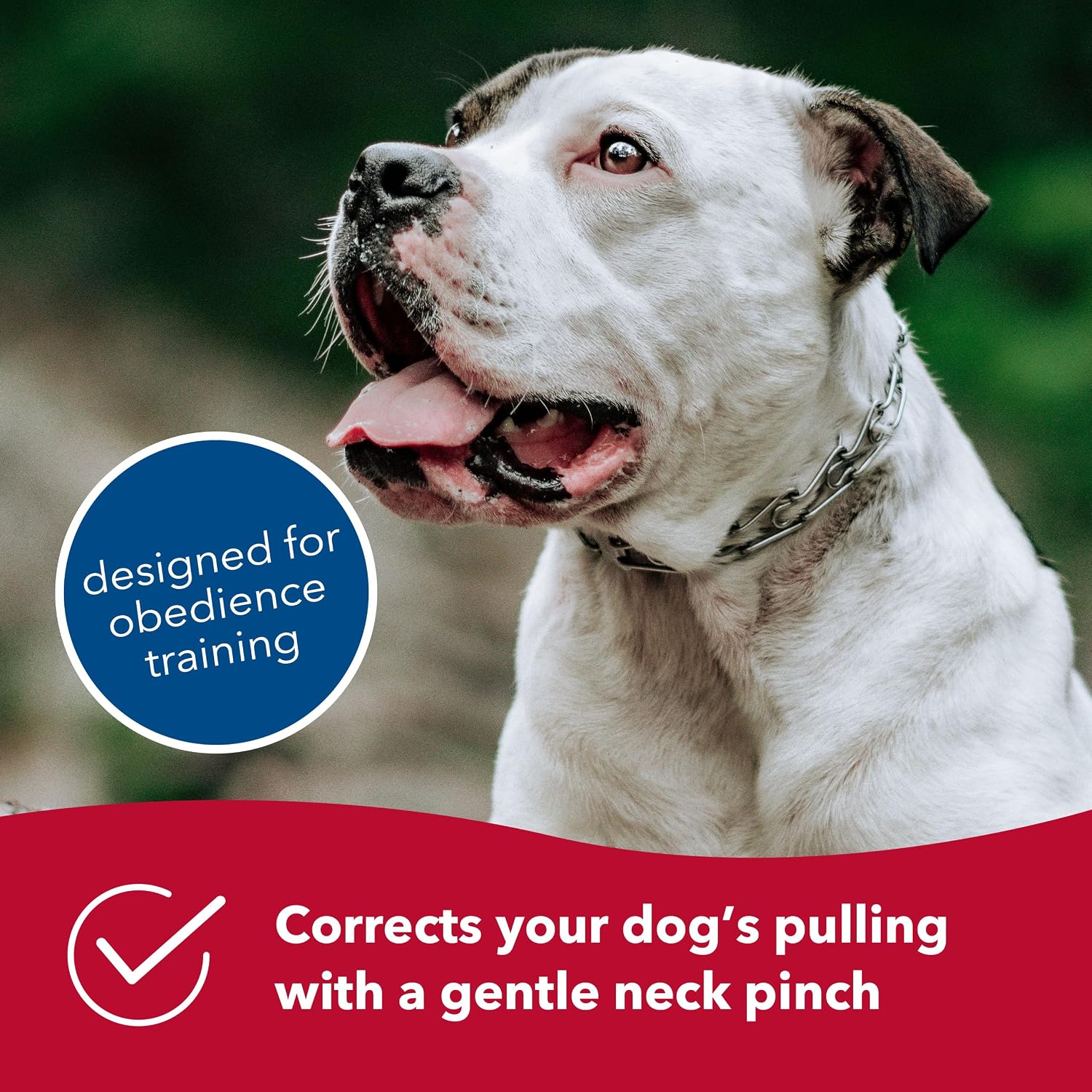 Premium chrome-plated finish reflecting on the robust dog obedience training tool.