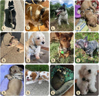 Bingpet dog harness and matching leash set