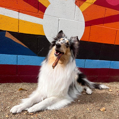 Rawhide-free high-protein long-lasting natural treats designed for large canine dental health