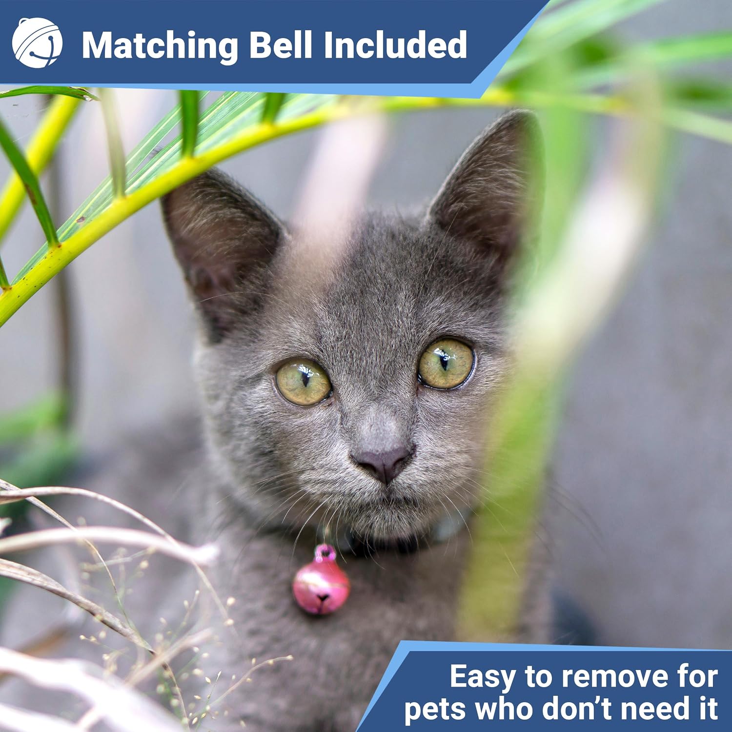 GoTags permanent engraved cat collar laid flat to display the adjustable nylon strap length.