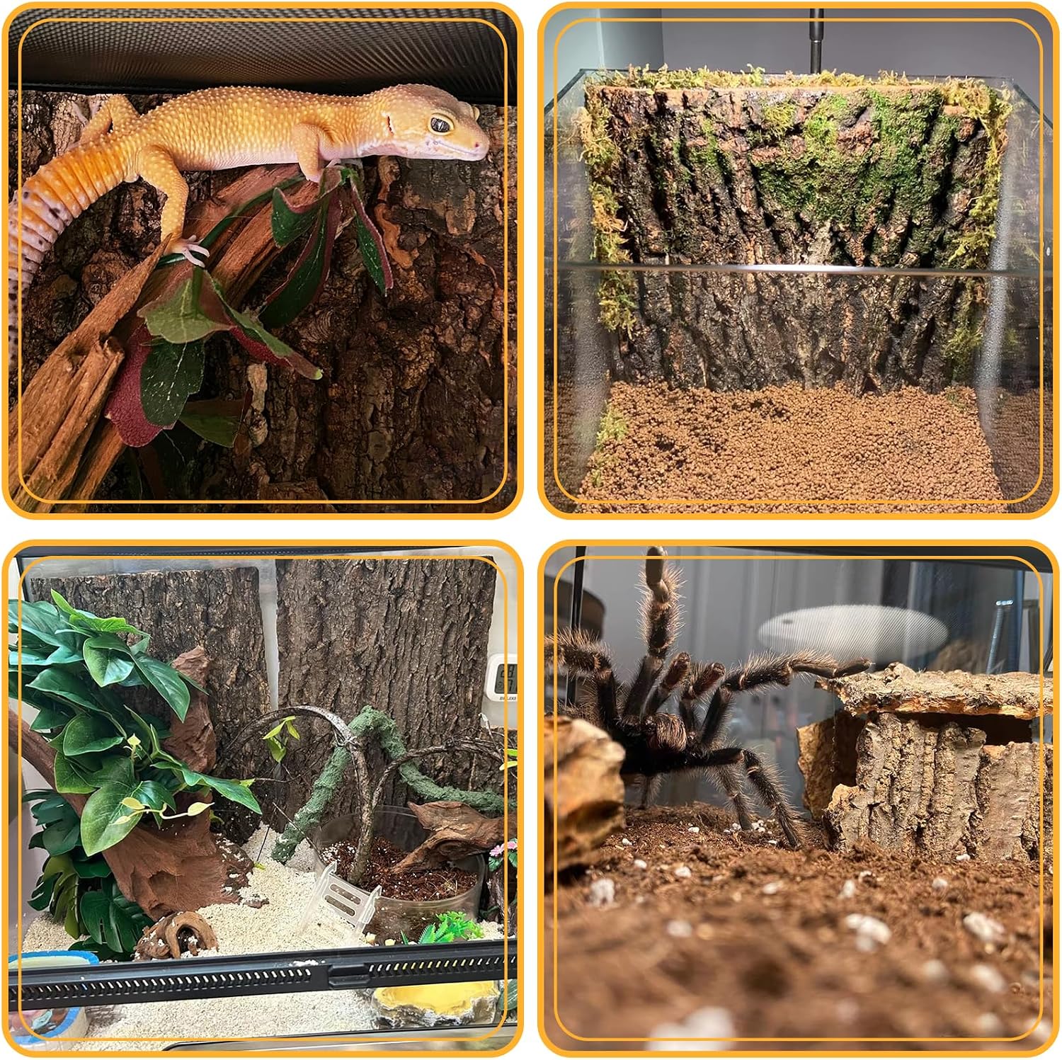 Leopard gecko resting comfortably on a textured champagne wood vertical climbing surface.