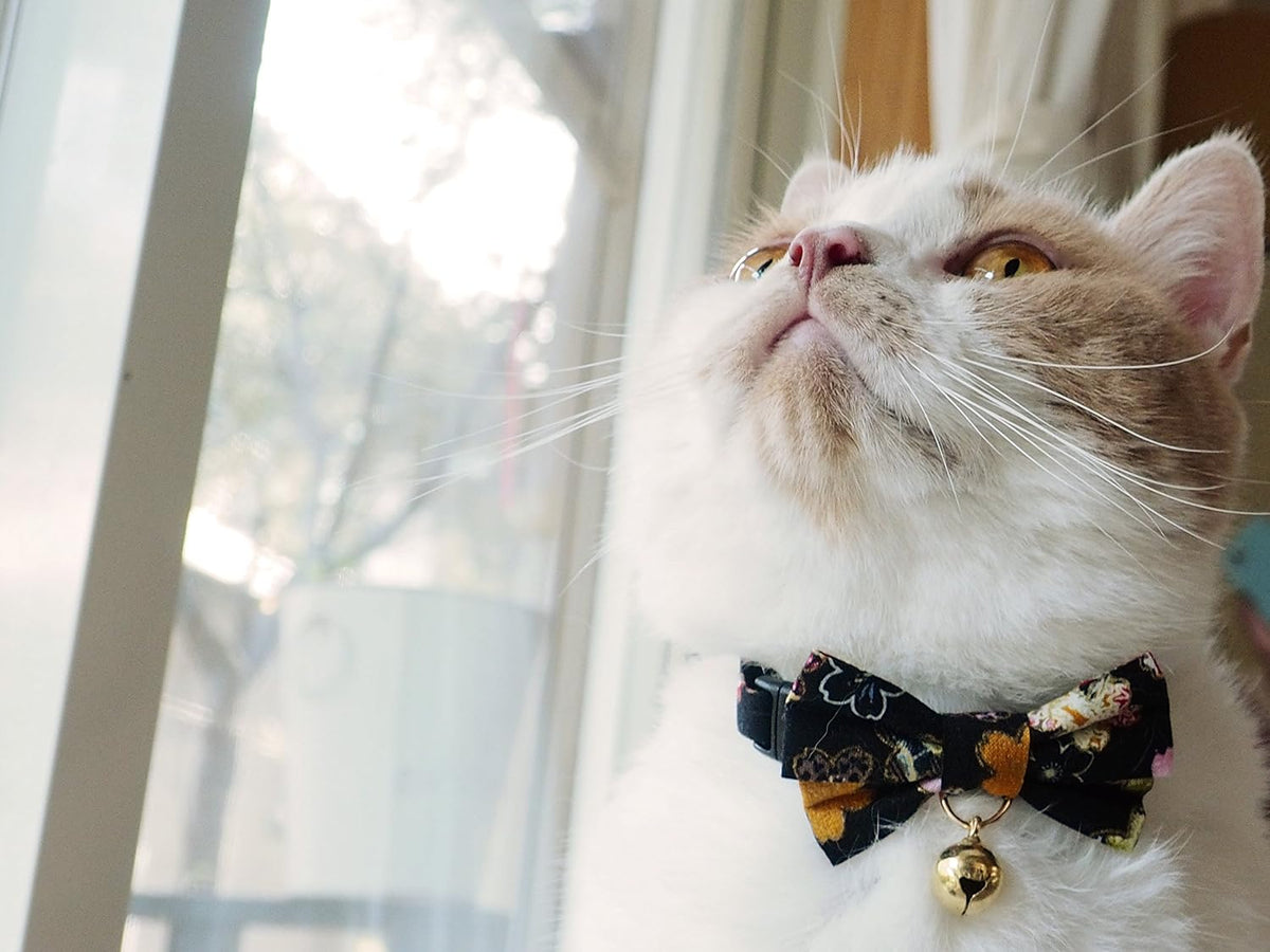 Adjustable slider and strap design for custom sizing on the pet accessory.