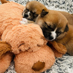 Snuggle Puppie packaging showing USA import quality