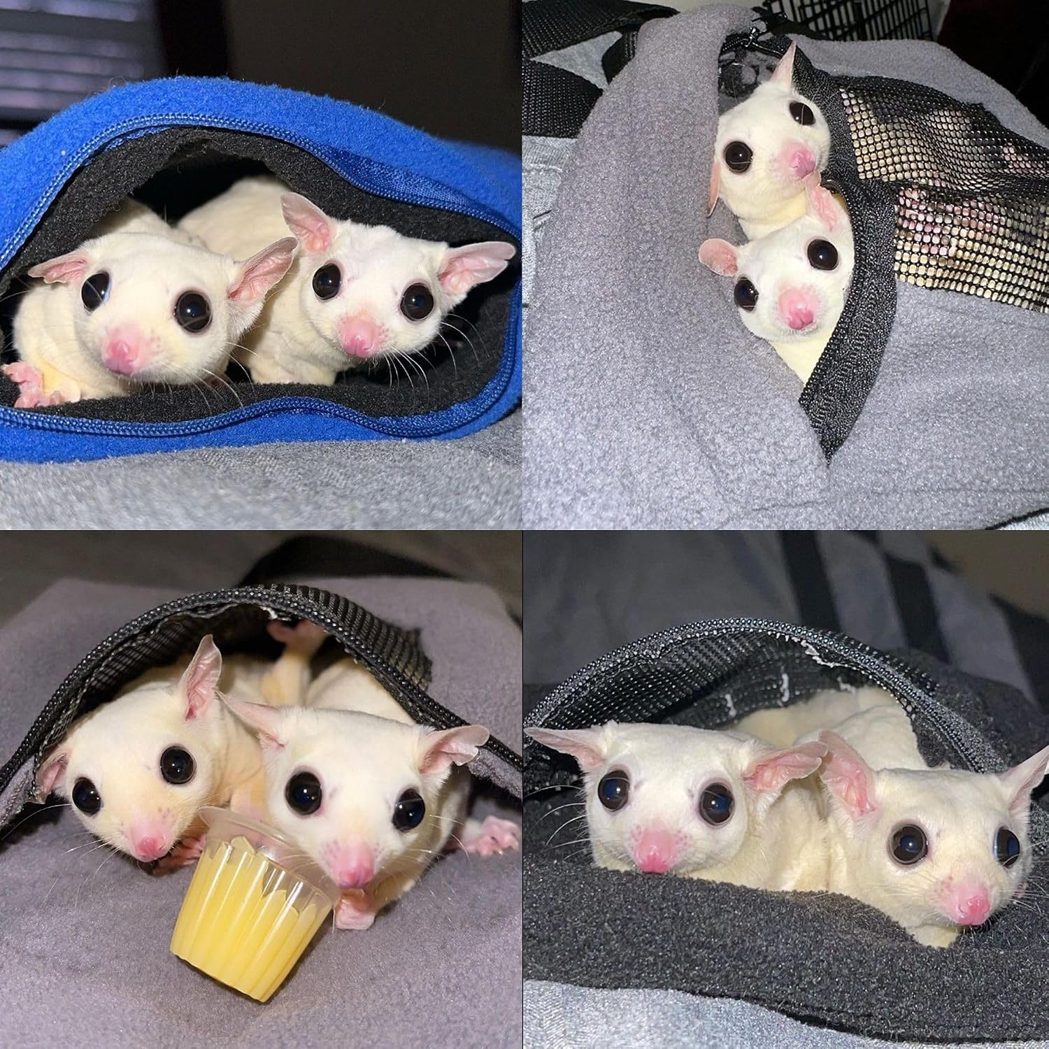 Exotic Nutrition small animal travel bag hanging setup