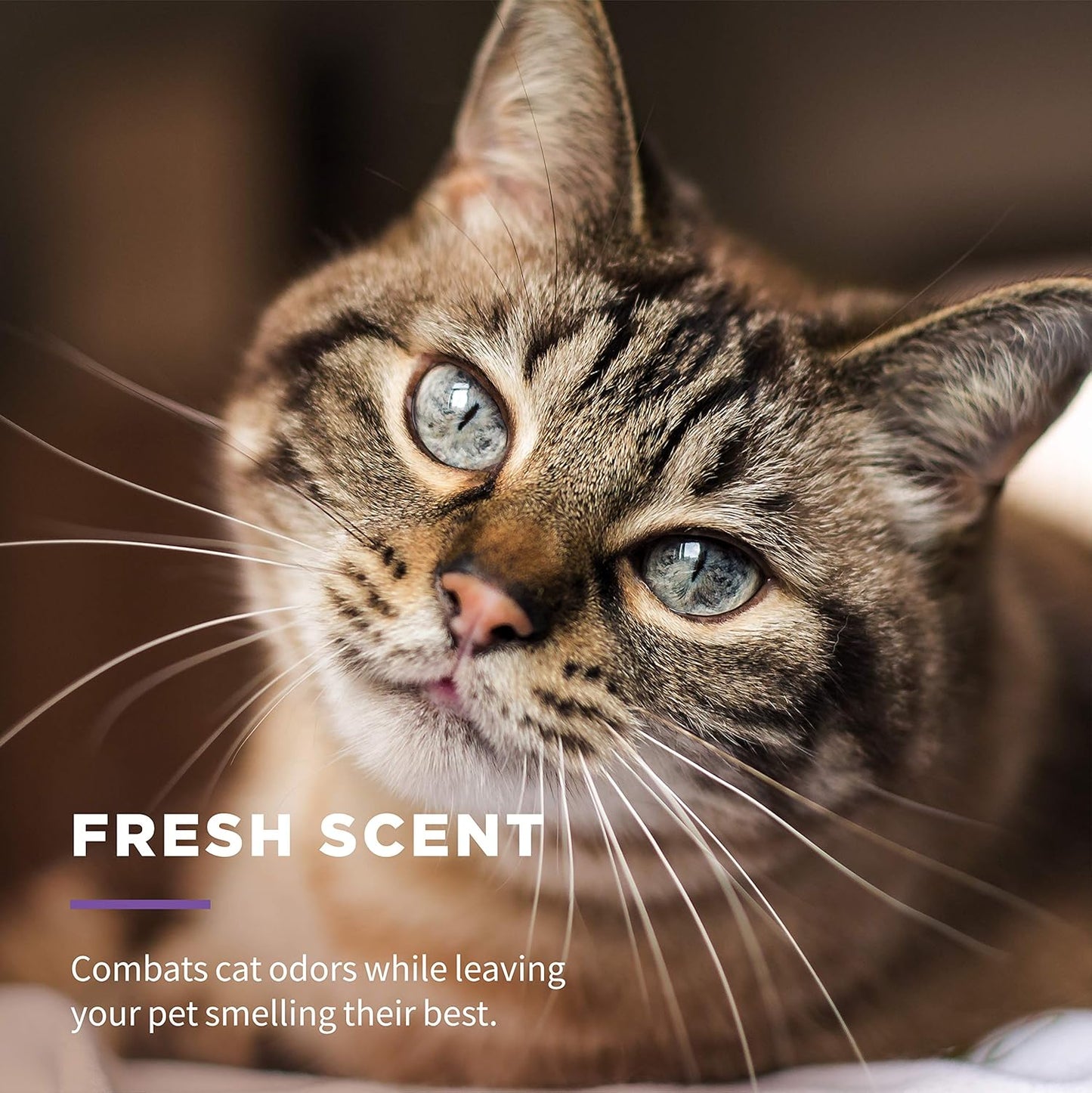 Multipurpose feline cleaning wipes three pack bundle for daily use