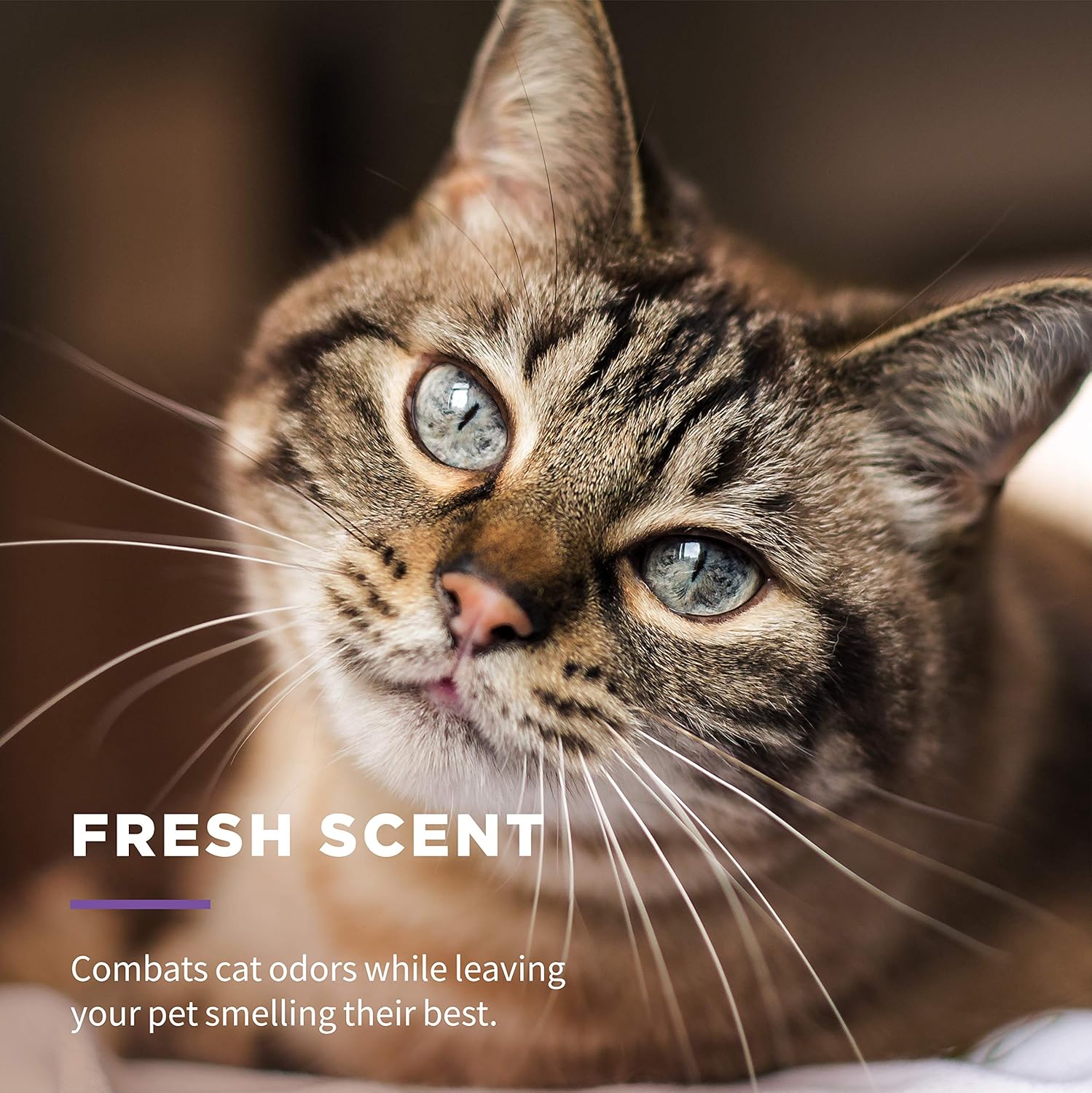 Multipurpose feline cleaning wipes three pack bundle for daily use