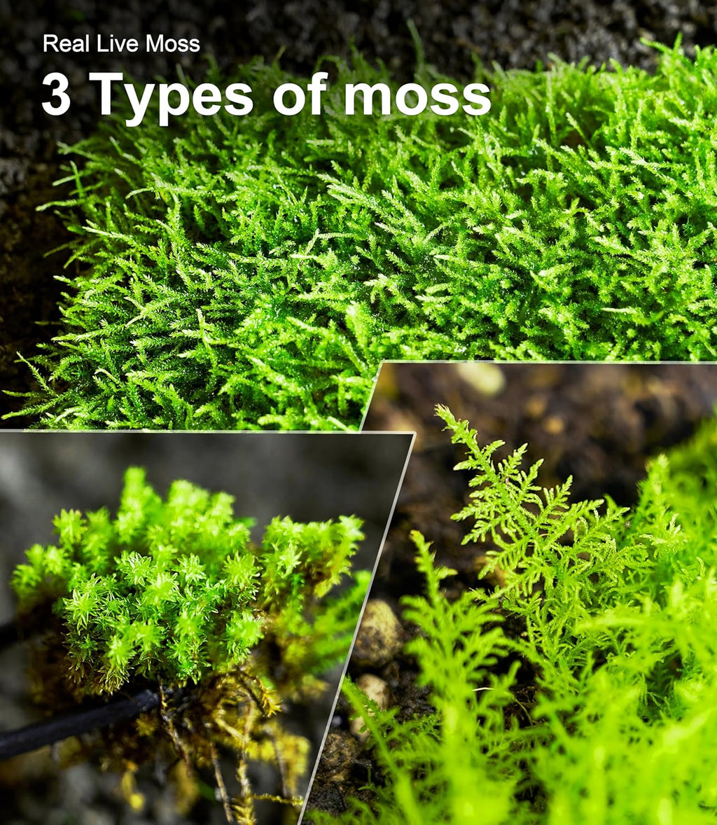 Luckyrunes live moss used in a bonsai plant pot