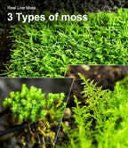 Luckyrunes live moss used in a bonsai plant pot