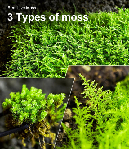 Close up view of the intricate natural texture of living sphagnum moss inside a glass terrarium.