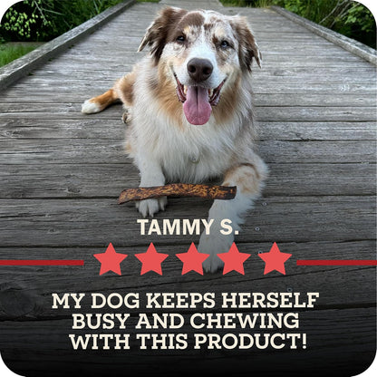 Redbarn Pet Products All-Natural Rawhide Bully Slices - Bully Stick Flavor - Premium Grain-Free Beef Hide Treats High Protein Low Fat for Chewers - 9 oz Bag - Image 13