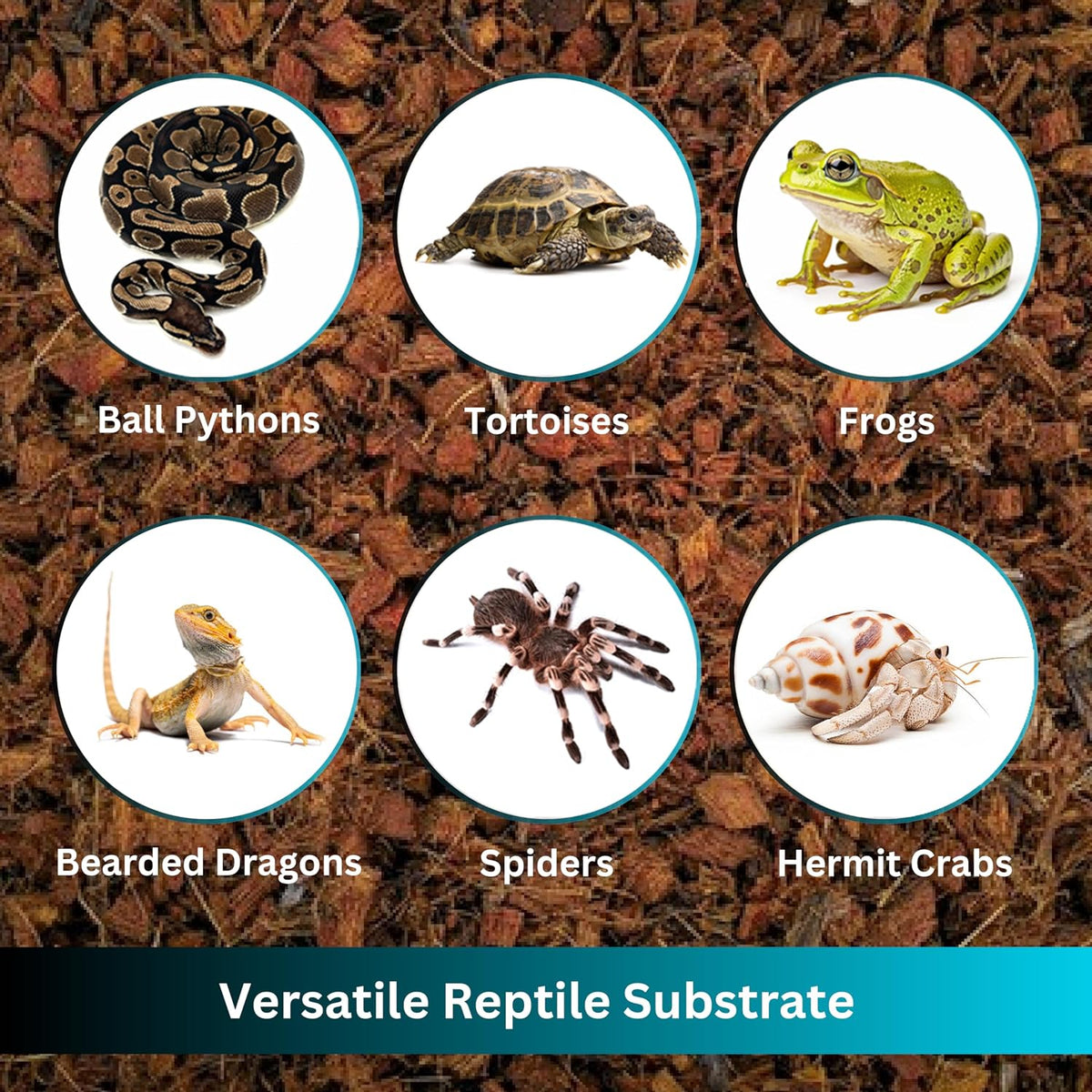 Expanded loose Repti360 coconut chip bedding spread evenly inside a ball python snake terrarium.