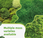 LUCKYRUNES live moss texture and quality view