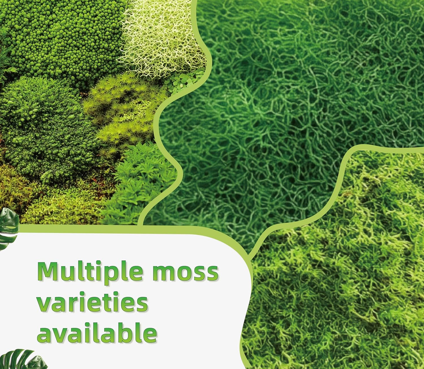Real cultivated live moss sheet for bioactive vivarium setups