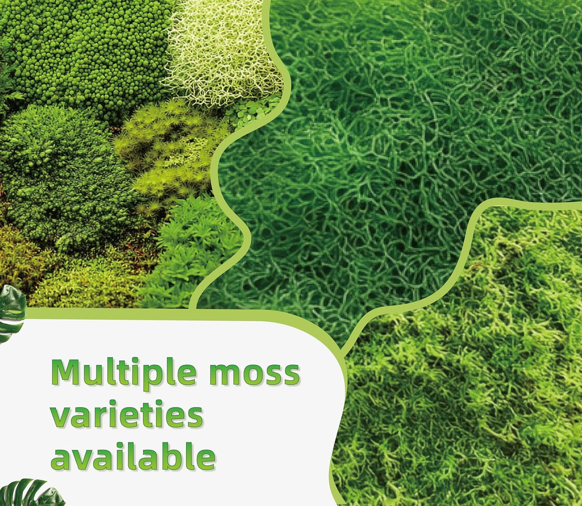 LUCKYRUNES live moss texture and quality view