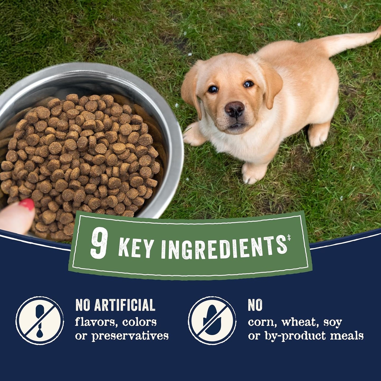 Canidae Pure dog food brand salmon ingredient feature image