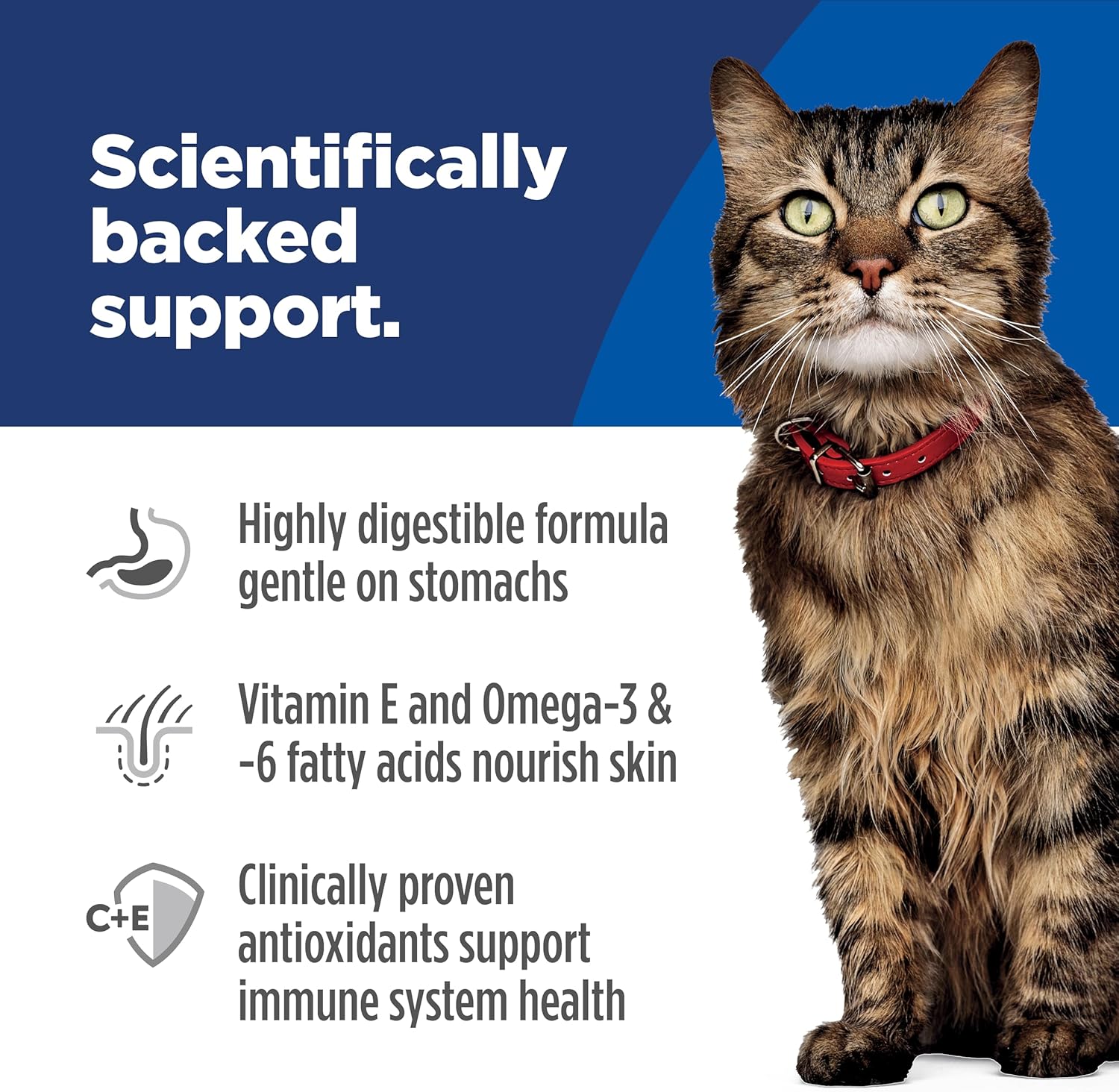Healthy adult cat eating Hill's Science Diet dry food