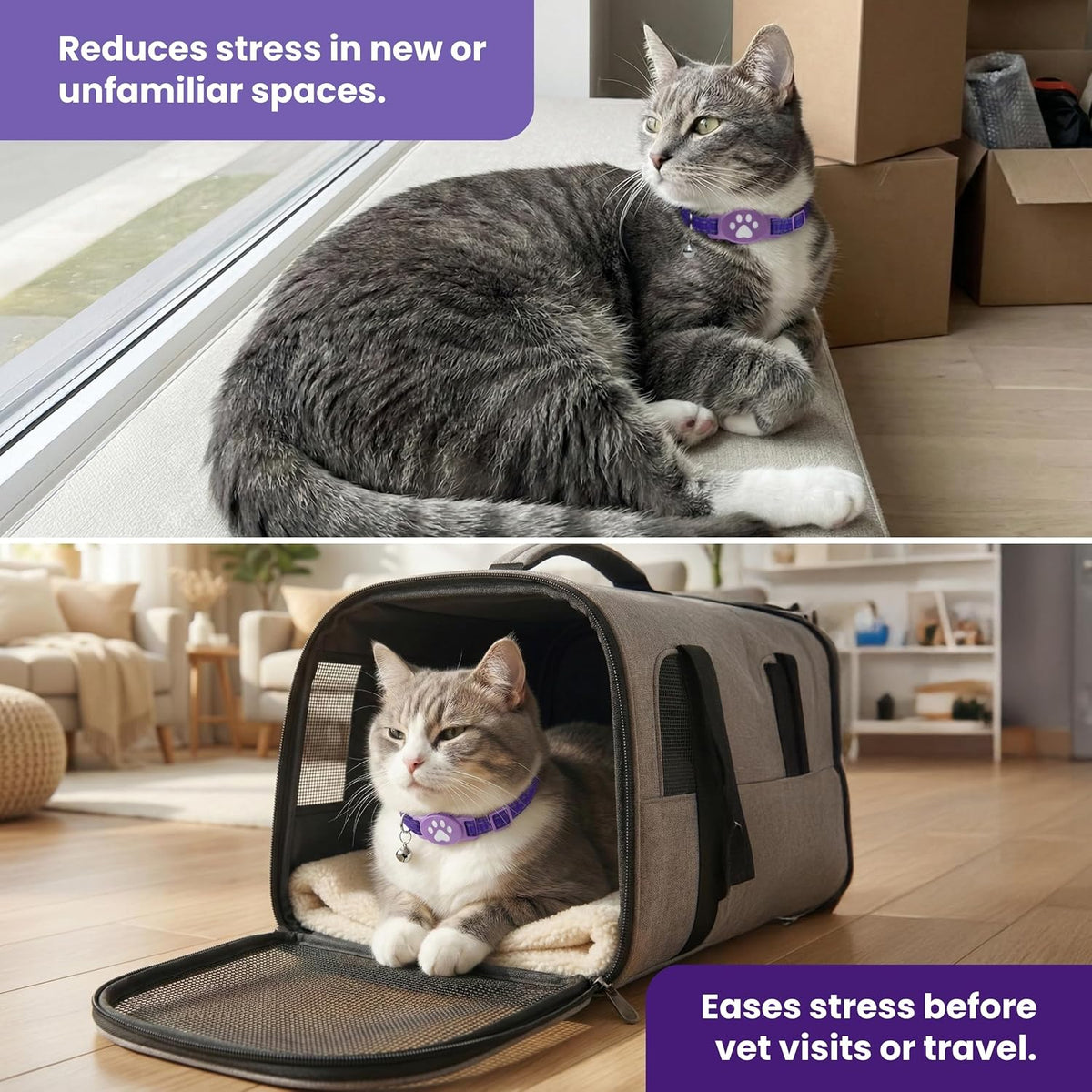 Breakaway safety cat collar with reflective stitching and bell for outdoor visibility.
