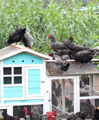 Chickens eating Zenithworks dried larvae from a feeder