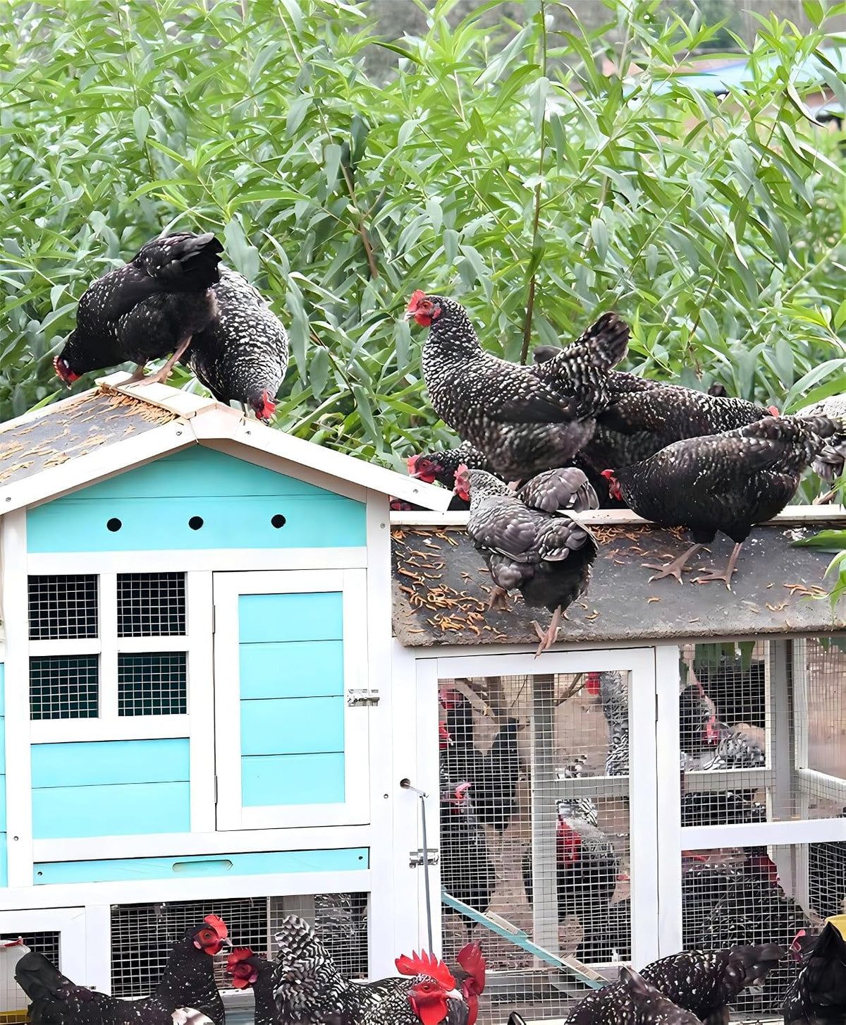 Chickens eating Zenithworks dried larvae from a feeder