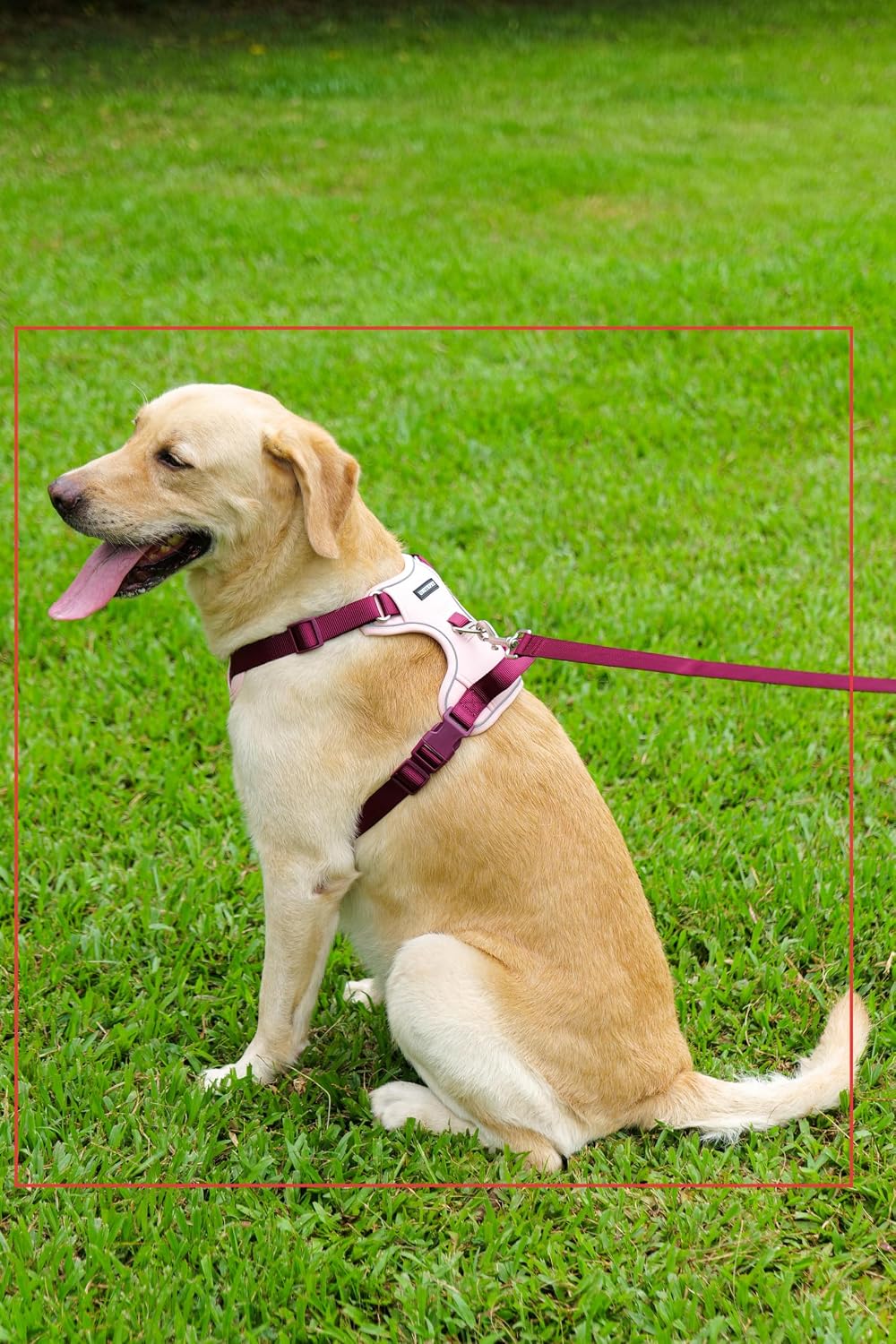 Dog wearing Lulupet no pull harness with control handle