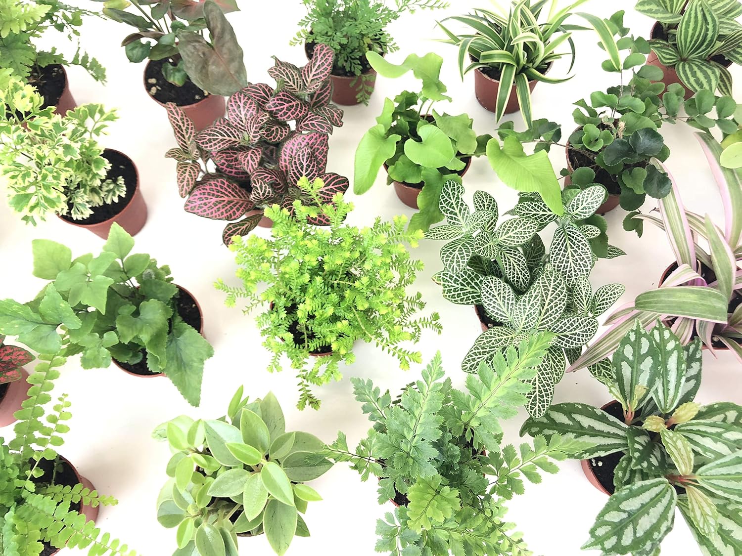 Two small indoor plants displayed on a wooden table surface.
