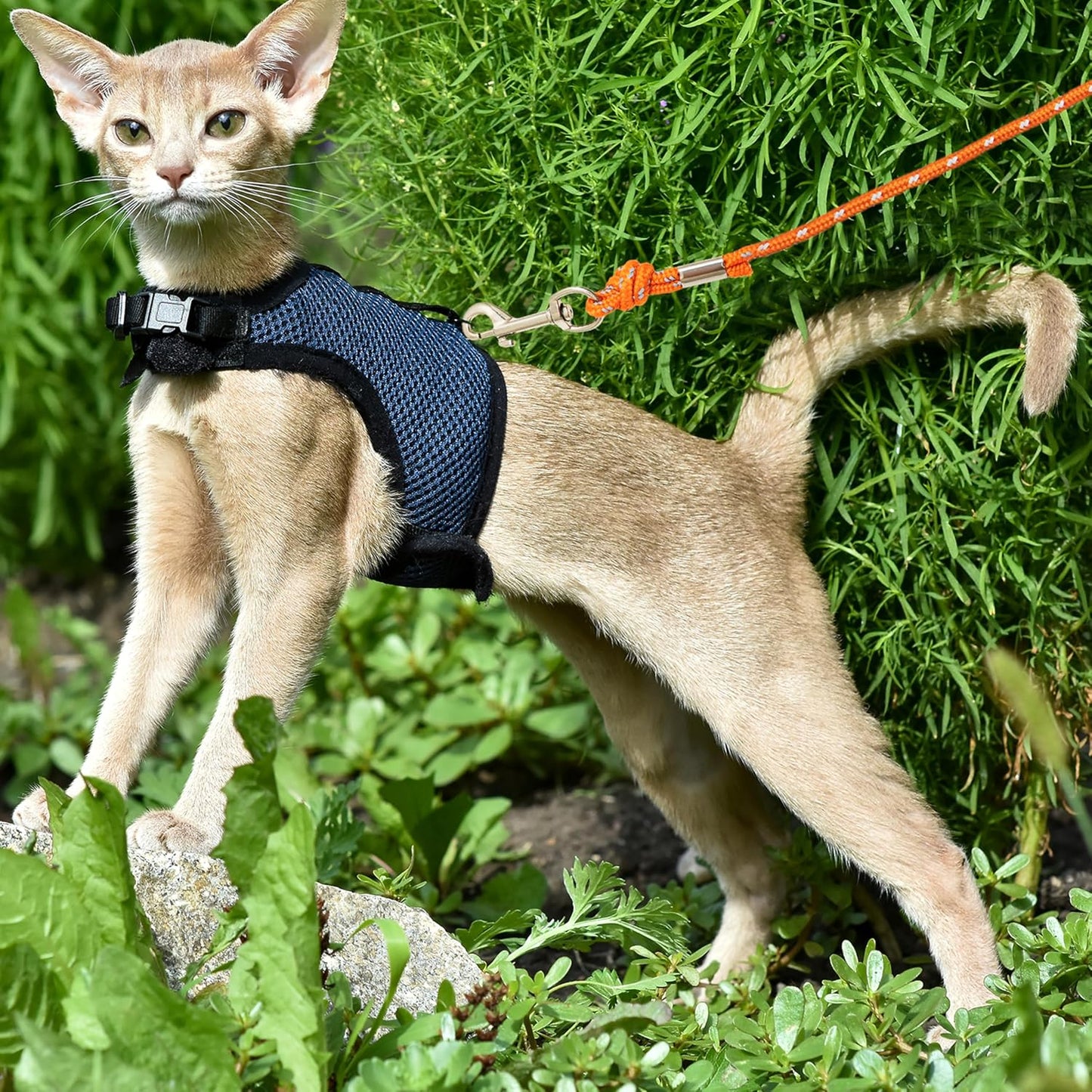 Swivel hook mechanism on Cherpet cat leash