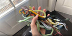 Twelve count package of authentic imported Kicko flexible rubber toy serpents.