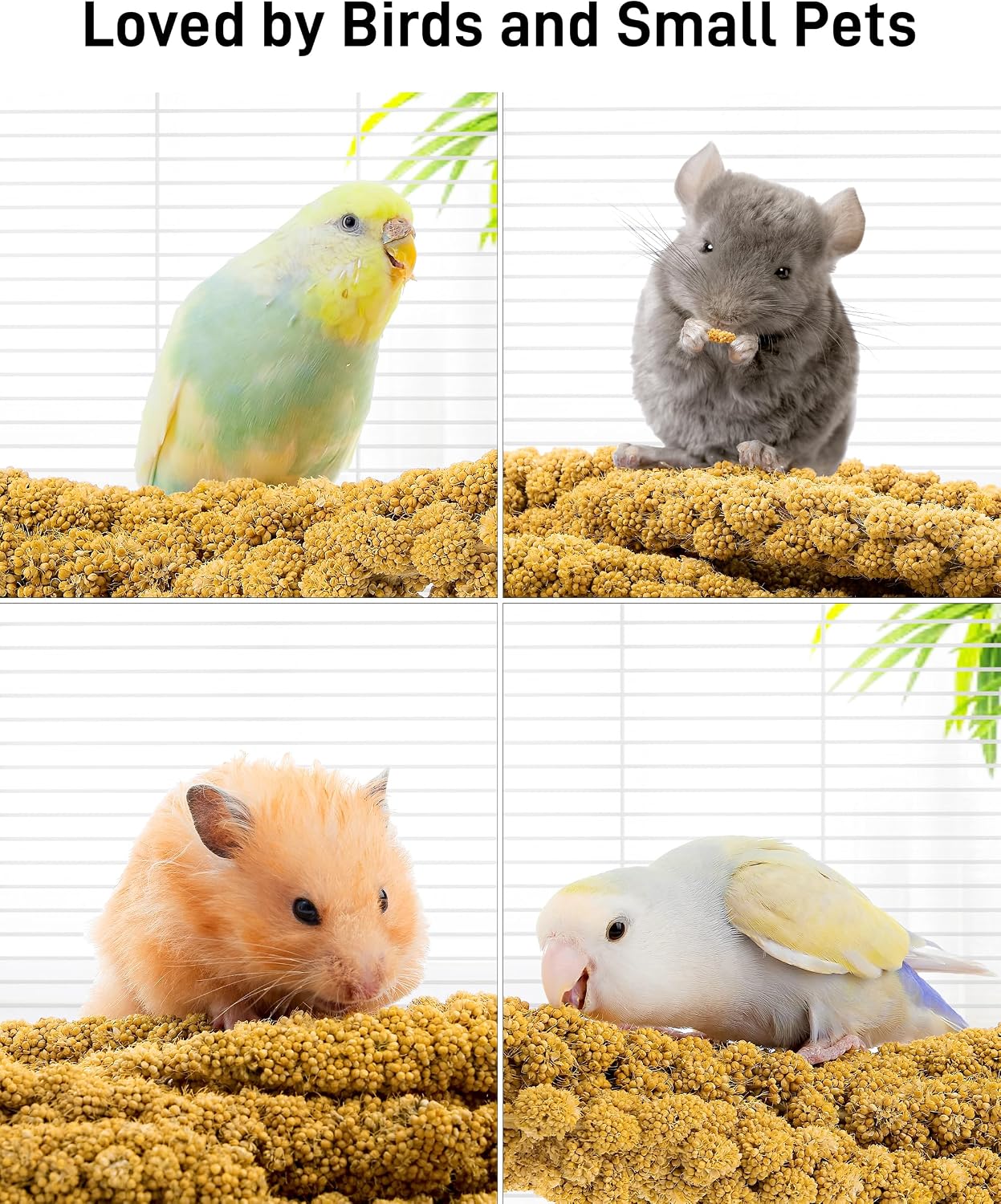 Educational view of fiber-rich millet for beak health