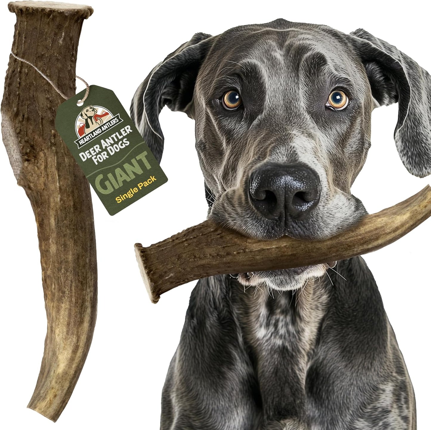 Heartland Antlers Whole Deer Antler for Dogs, Large 6-8 Inch Long Lasting Dog Chew for Aggressive Chewers, Naturally Shed Grade A, USA Sourced, Odor Free, 45-65 lb Breeds, 1-Pack - Image 9